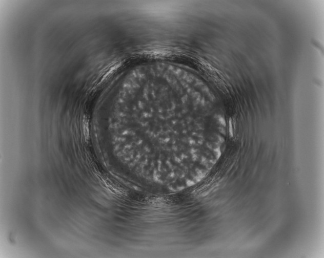 X0000096131155200802081319