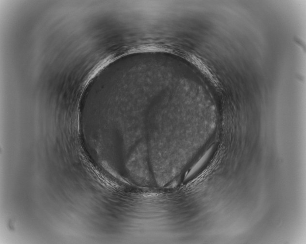 X0000096131173200802081318