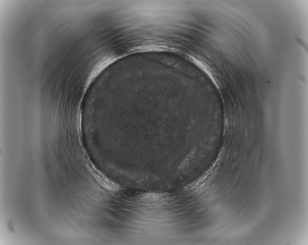 X0000096131179200802081318