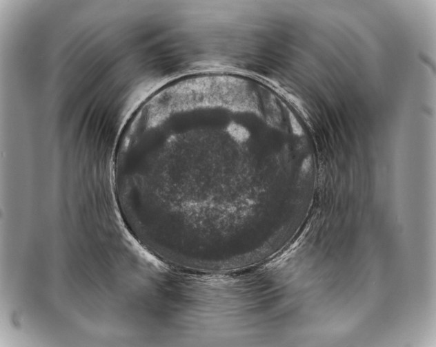 X0000096131239200802081318