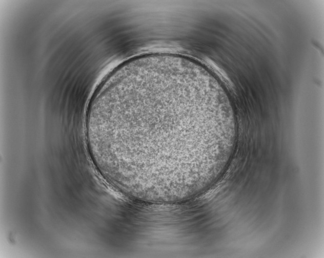 X0000096131240200802081318