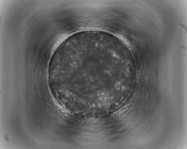 X0000096131279200802081317