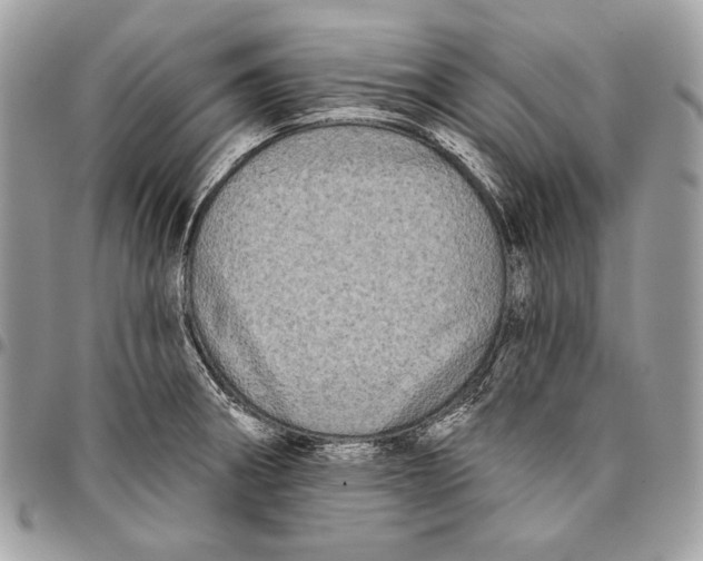 X0000096131282200802081317