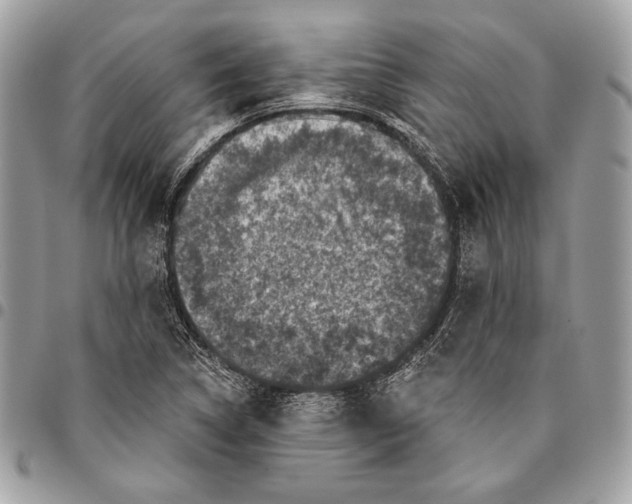 X0000096131314200802081316