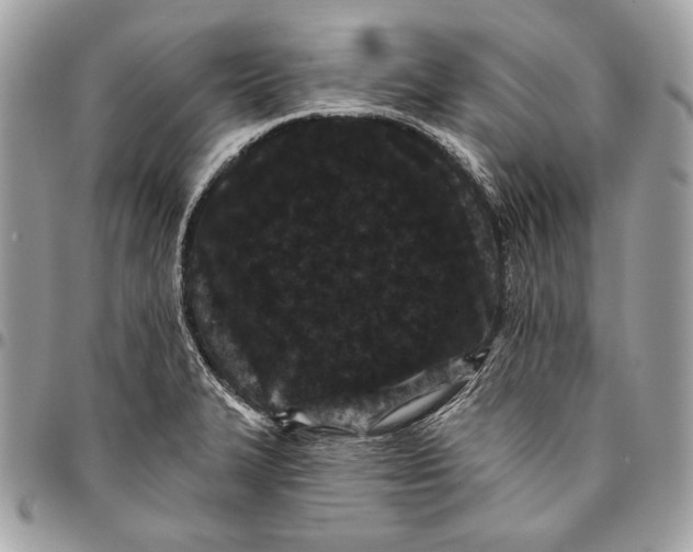 X0000096131327200802081316