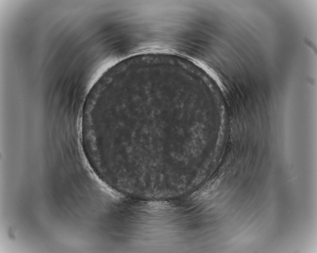 X0000096131383200802081315