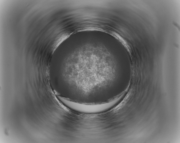 X0000096131385200802081315