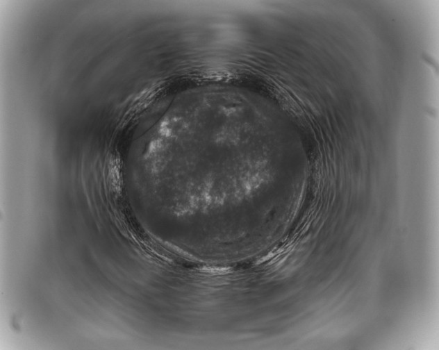 X0000096131394200802081314