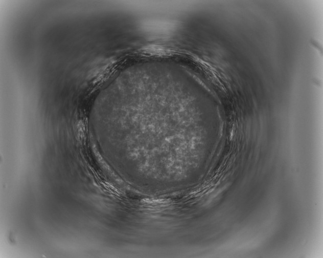 X0000096131397200802081315