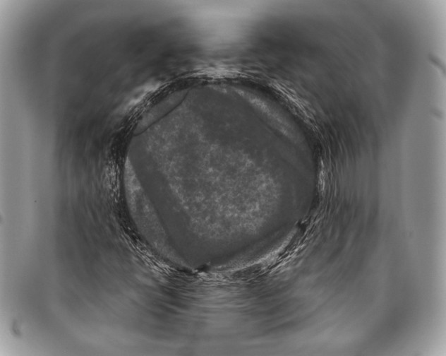X0000096131398200802081315