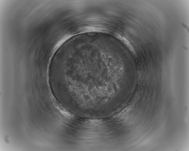 X0000096131427200802081315
