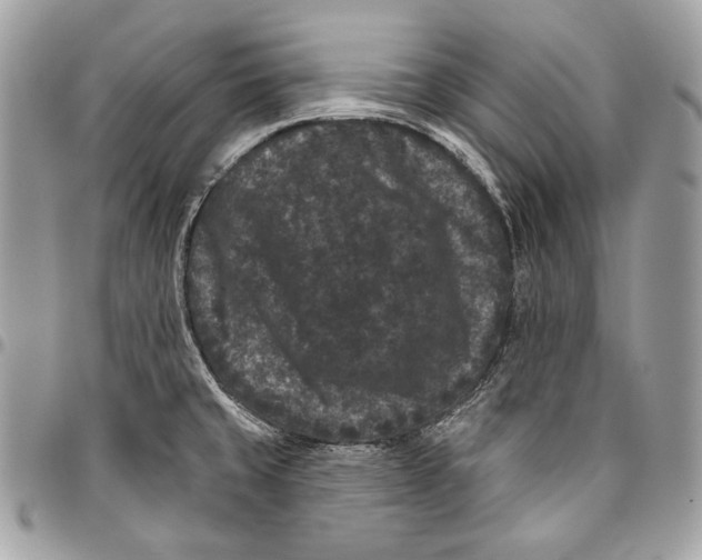 X0000096131429200802081315