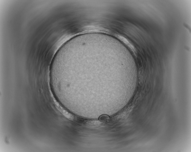 X0000096131431200802081315