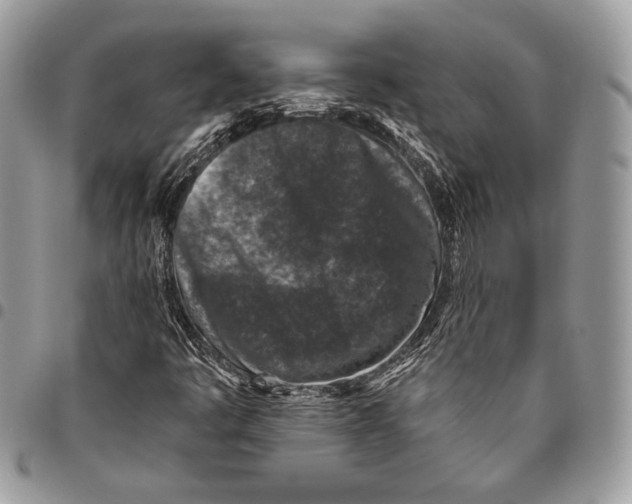 X0000096131445200802081314