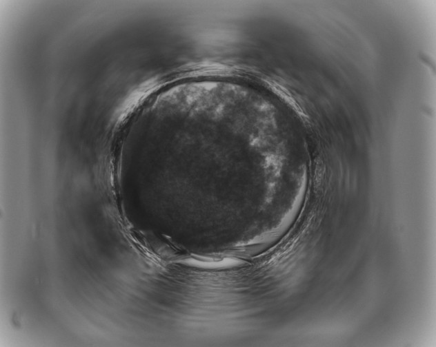 X0000096131455200802081314