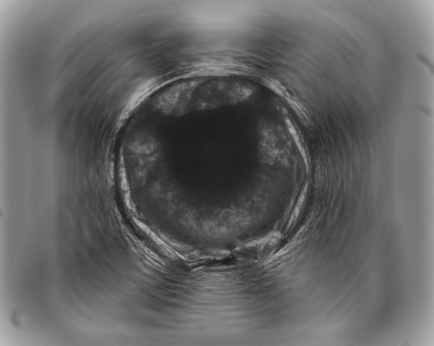 X0000096131459200802081314