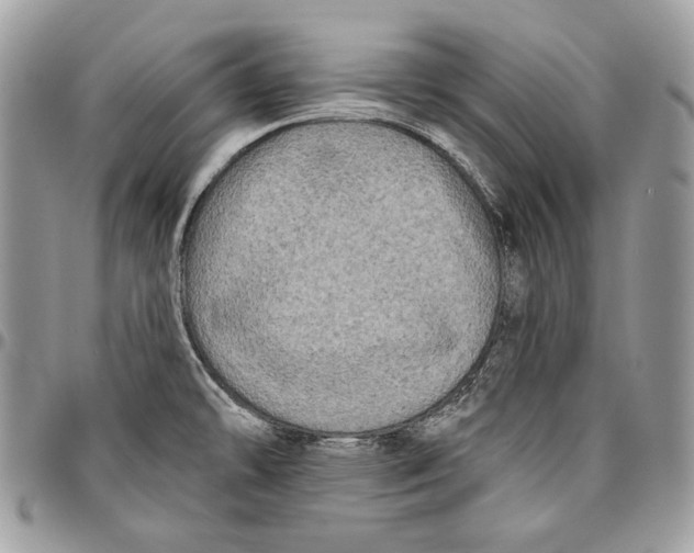 X0000096131478200802081314