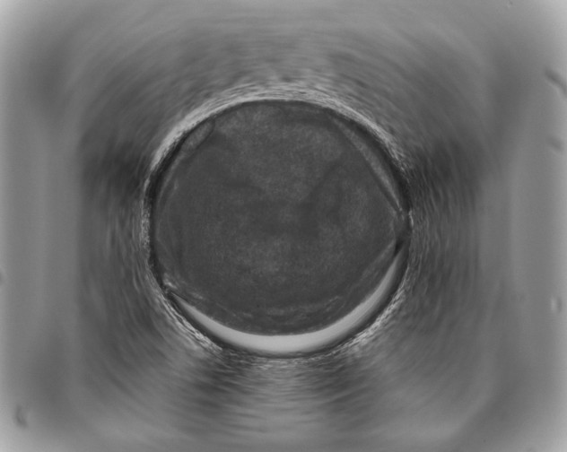 X0000096131506200802081313