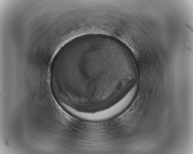 X0000096131508200802081313