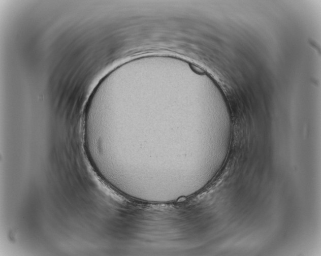 X0000096131526200802081314