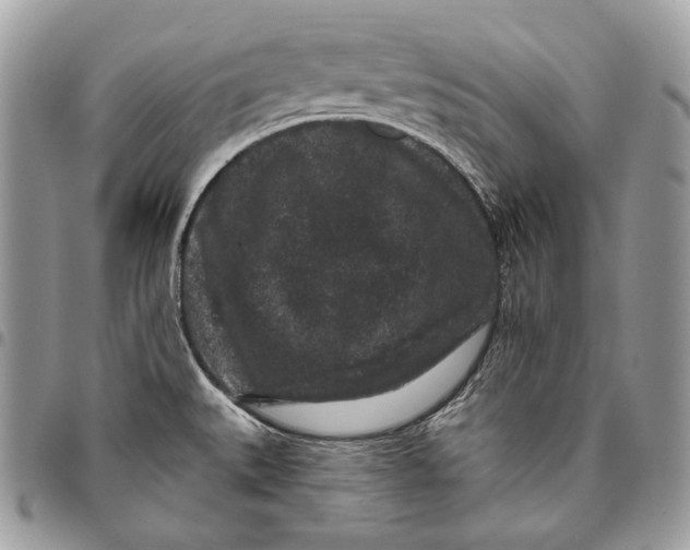 X0000096131527200802081314