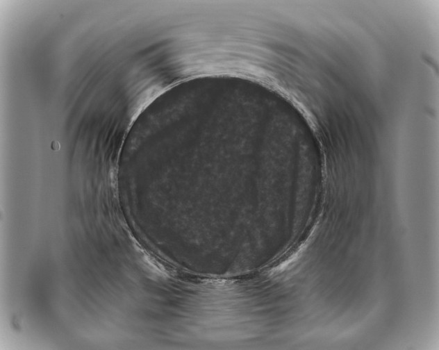 X0000096131529200802081314