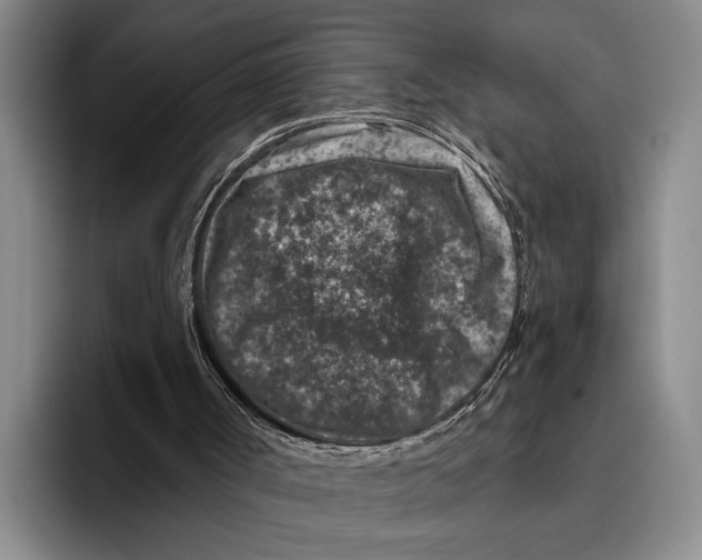 X0000096130002200802151323