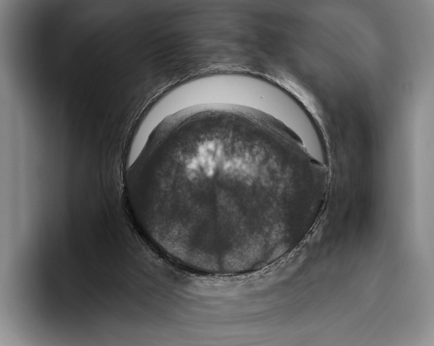 X0000096130009200802151323