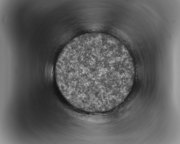 X0000096130024200802151323