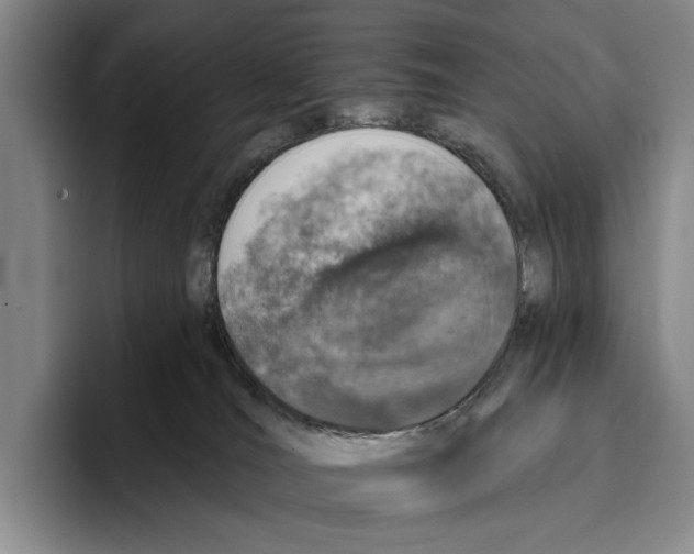 X0000096130036200802151323