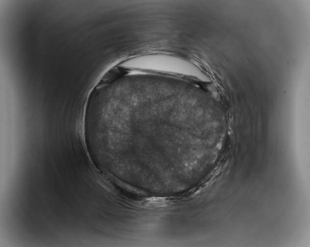 X0000096130052200802151322