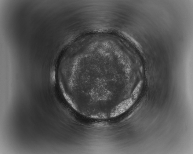 X0000096130067200802151322