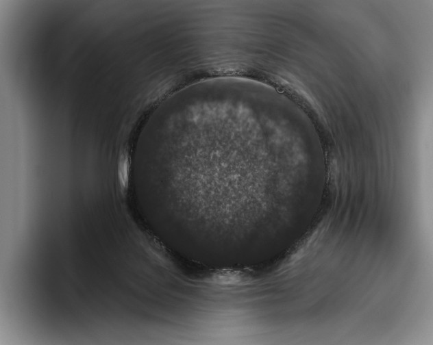 X0000096130076200802151322