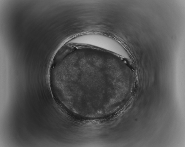 X0000096130100200802151322