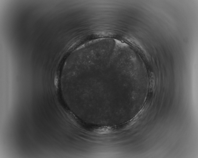X0000096130124200802151322