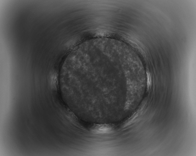 X0000096130127200802151322
