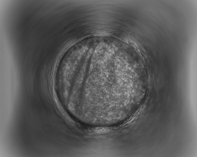 X0000096130145200802151321