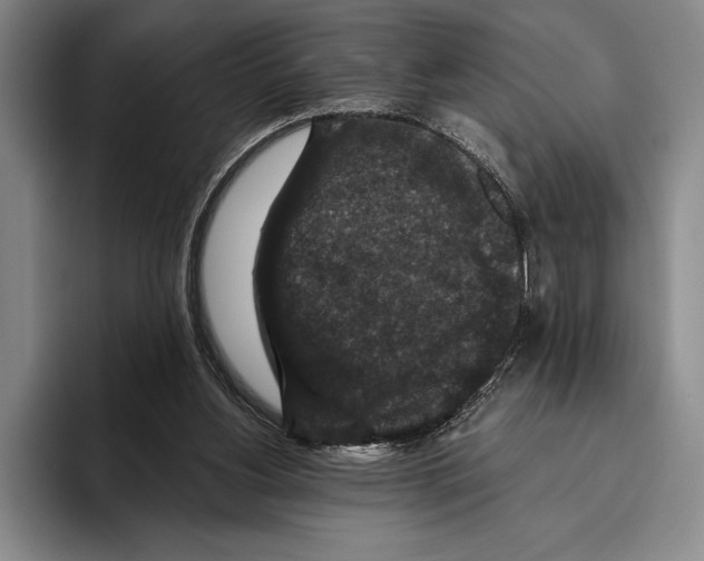 X0000096130156200802151321