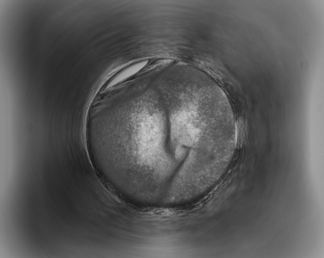 X0000096130195200802151321