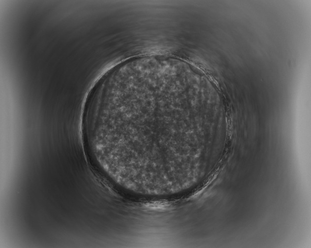 X0000096130196200802151321