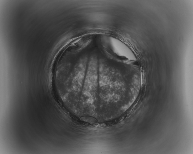 X0000096130243200802151319