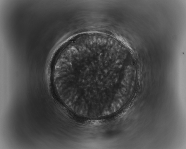 X0000096130295200802151319