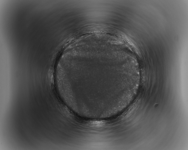 X0000096130313200802151319