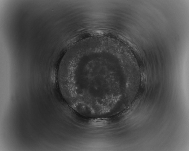 X0000096130331200802151319