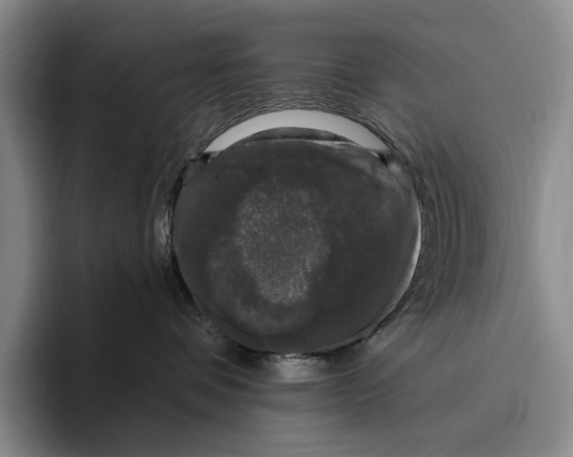 X0000096130336200802151319