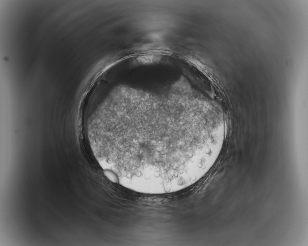 X0000096130339200802151318