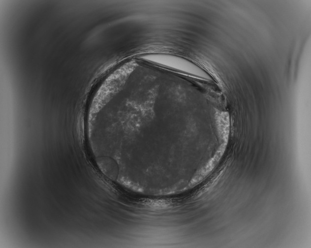 X0000096130349200802151318