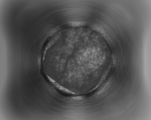 X0000096130357200802151318