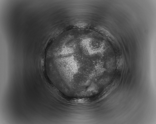 X0000096130365200802151318