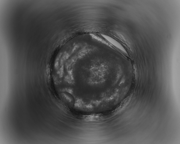 X0000096130366200802151318